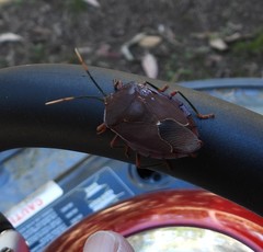 Stilida indecora