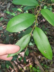 Diospyros pentamera