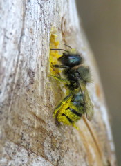 Osmia lignaria propinqua