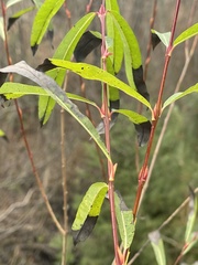 Salix purpurea