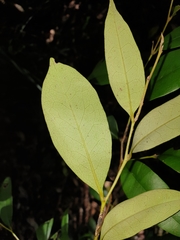 Diospyros pentamera