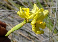 Moraea cookii