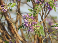 Mundulea sericea image