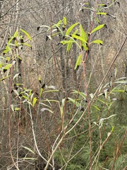 Salix purpurea