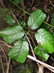 Rubus nebulosus