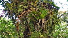Tillandsia guatemalensis