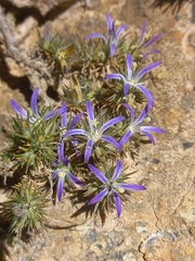 Wahlenbergia subulata