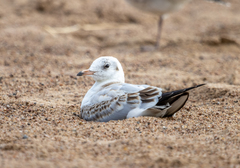 Chroicocephalus ridibundus