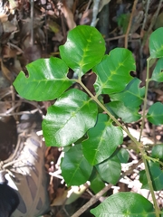 Dysoxylum fraserianum