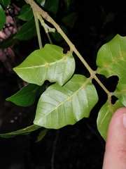 Dysoxylum fraserianum