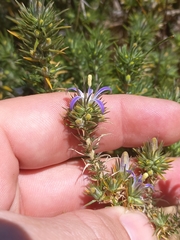 Wahlenbergia subulata