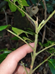 Dysoxylum fraserianum