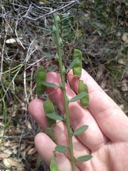 Bossiaea stephensonii