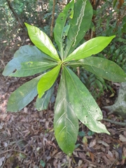 Atractocarpus benthamianus