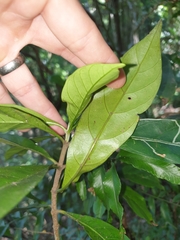 Atractocarpus benthamianus