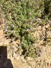 Wahlenbergia subulata
