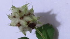 Trifolium resupinatum