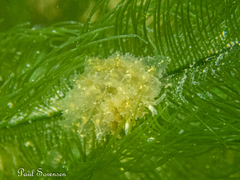 Polybranchia pallens