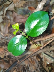 Celastrus subspicatus