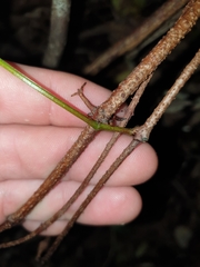 Celastrus subspicatus