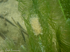 Polybranchia pallens