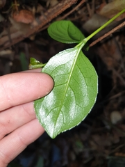 Celastrus subspicatus