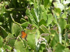 Chrysoritis zonarius zonarius