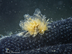 Polybranchia pallens