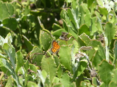 Chrysoritis zonarius zonarius
