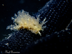 Polybranchia pallens