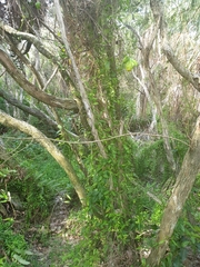 Vincetoxicum carnosum