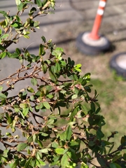 Magnoliopsida