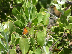 Chrysoritis zonarius zonarius