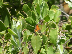 Chrysoritis zonarius zonarius