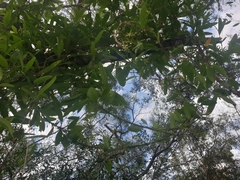 Vincetoxicum carnosum