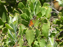 Chrysoritis zonarius zonarius