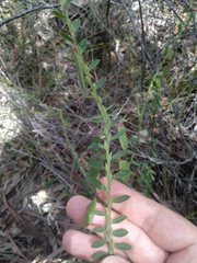 Bossiaea stephensonii