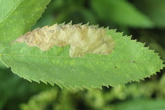 Fenusa ewaldi