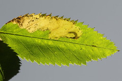 Fenusa ewaldi