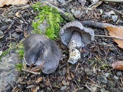 Tricholoma squarrulosum