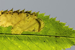 Fenusa ewaldi