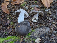 Tricholoma squarrulosum