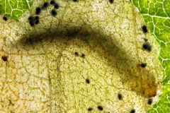 Fenusa ewaldi