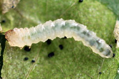 Fenusa ewaldi