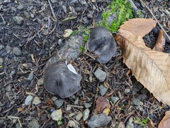 Tricholoma squarrulosum