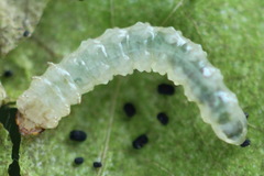 Fenusa ewaldi
