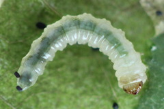 Fenusa ewaldi