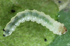 Fenusa ewaldi