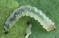 Fenusa ewaldi