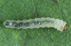 Fenusa ewaldi
